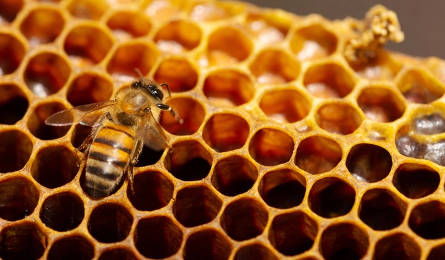 Bee Medicines and other Superfoods
