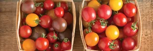 Tomatoes (cherry)