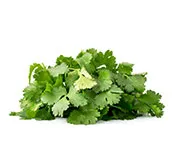 Cilantro