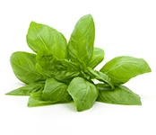 Basil: Italian