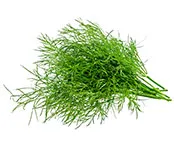 Thyme