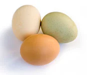 Pasture Raised Chicken Eggs