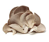 Oyster Mushrooms